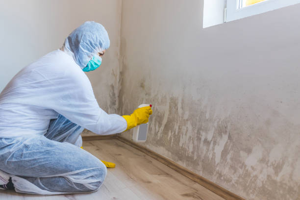 Licensed Commercial Mold Remediation service in Roslyn Heights, NY - WQB Mold Removal